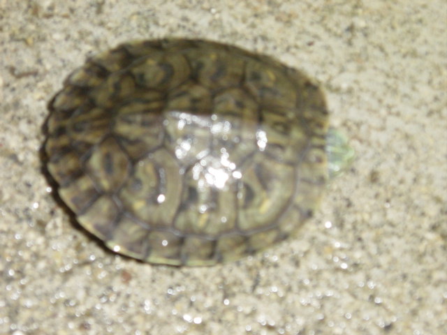 tortuga de 4 meses