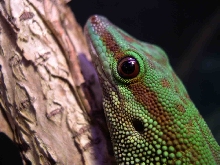 phelsuma madagascariensis