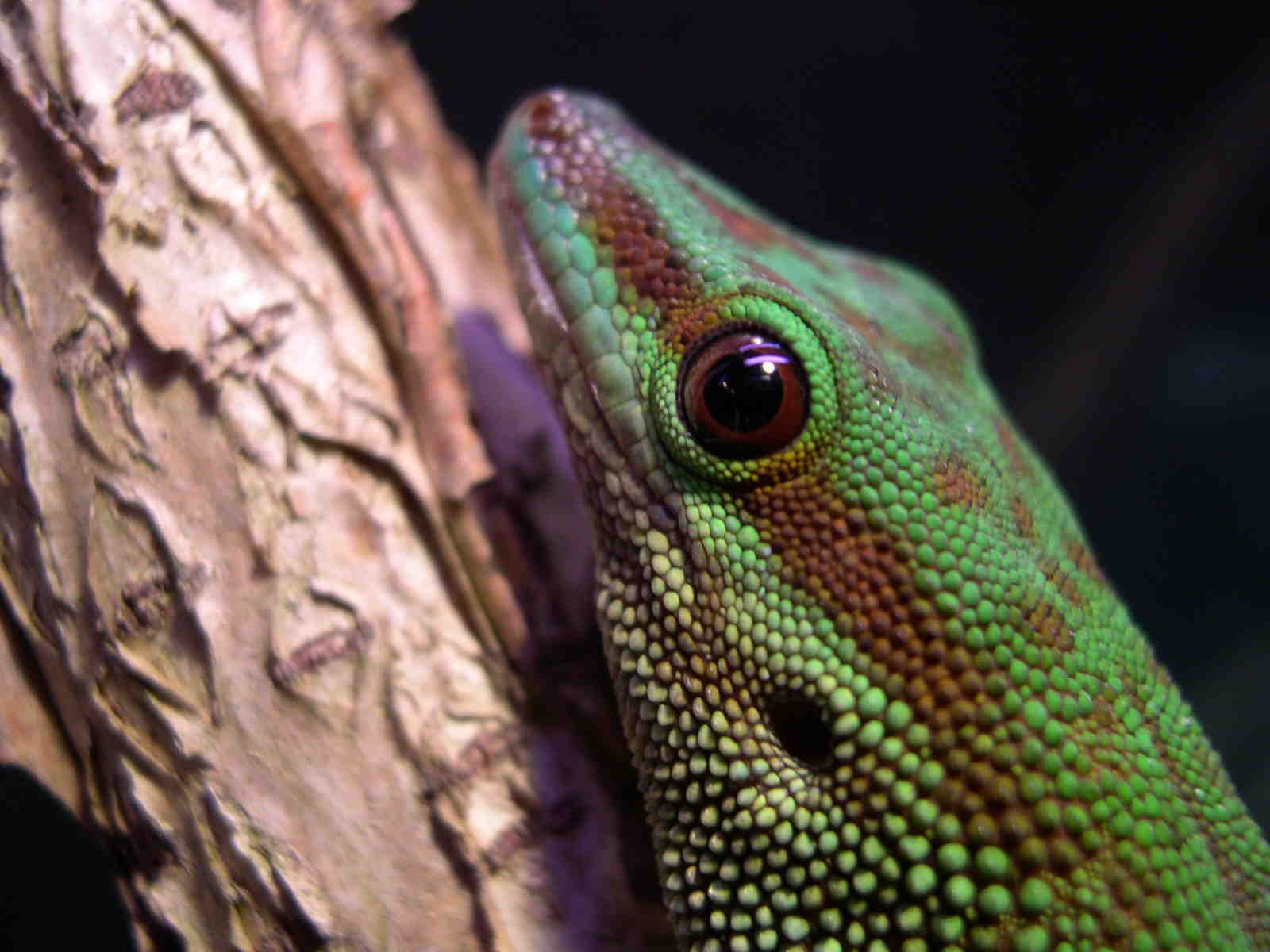 phelsuma madagascariensis