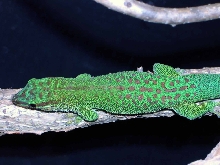 day gecko