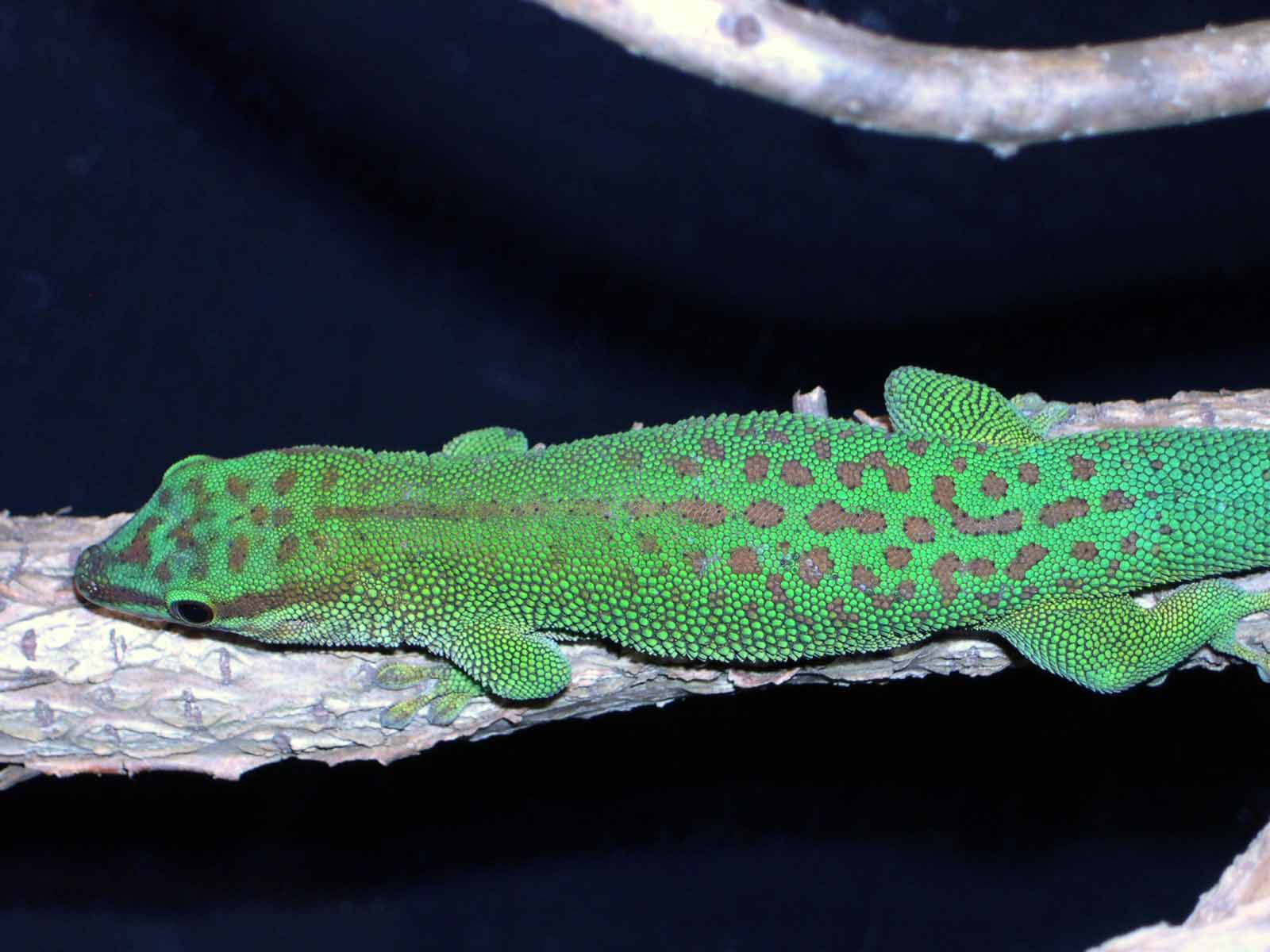 day gecko