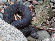 Minnesota Nerodia sipedon