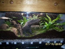 Dart Frog Vivarium