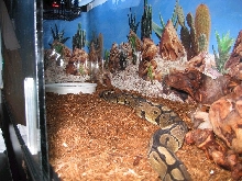 Ball Python