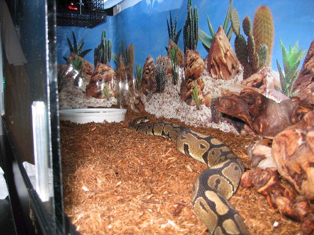 Ball Python
