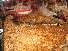 Ball Python Just Hanging Out
