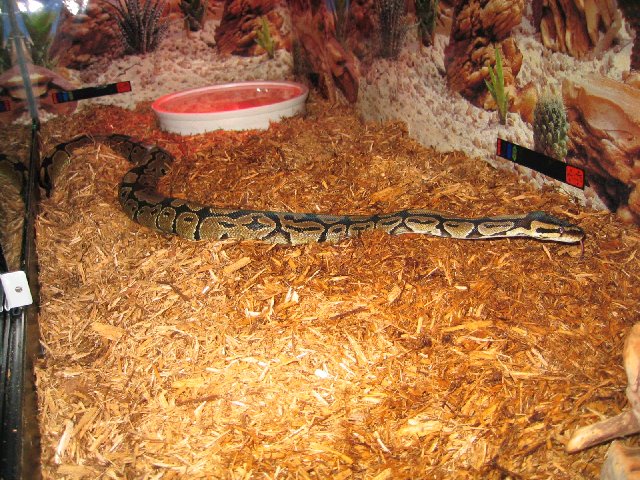 Ball Python Just Hanging Out