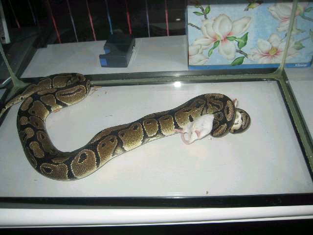 Ball Python Eating