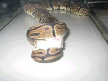 Ball eating
