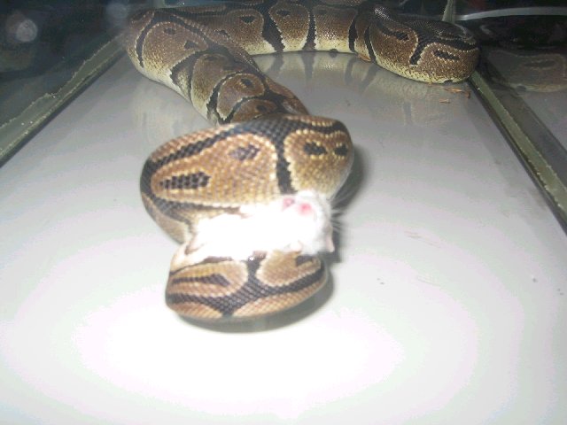 Ball eating