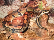 Ball Python