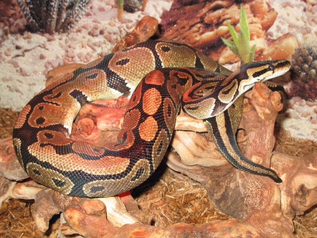 Ball Python