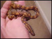 lorio male bloodline I