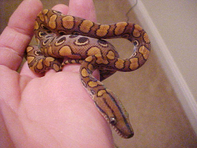 lorio male bloodline I