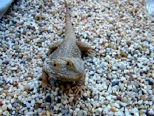 My Male Dragon