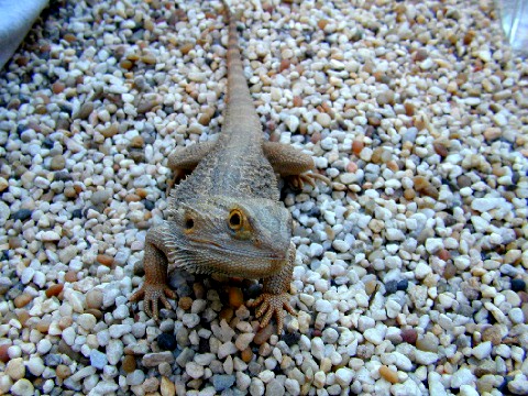 My Male Dragon