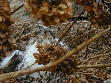Hawk on it's kill