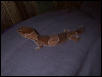 African Fat Tail.