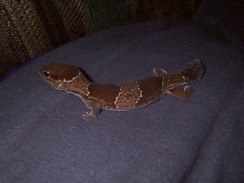 African Fat Tail.