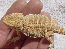 Hypo Red Female