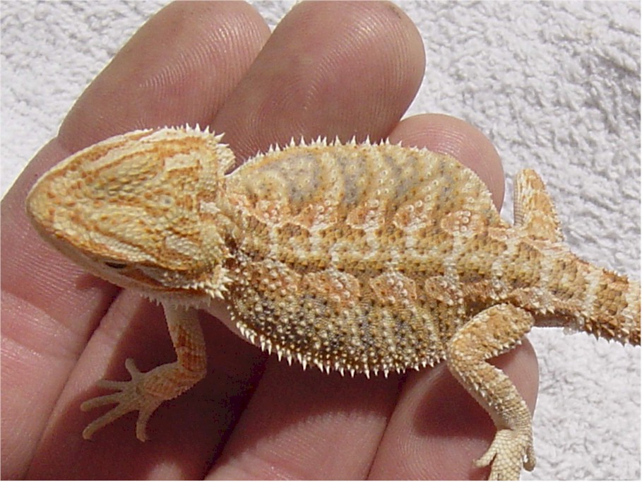 Hypo Red Female