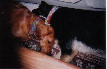 Best Buddies
