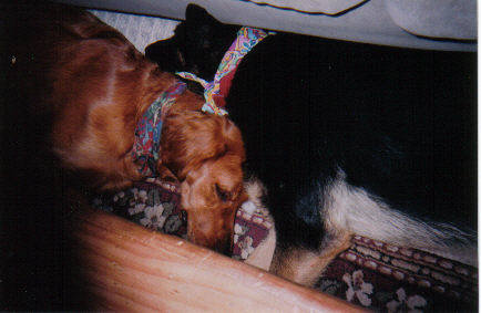 Best Buddies