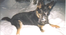 Raven in the snow