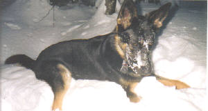Raven in the snow