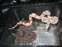f5 3