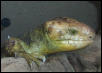Male 2