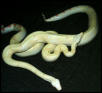 albino pair