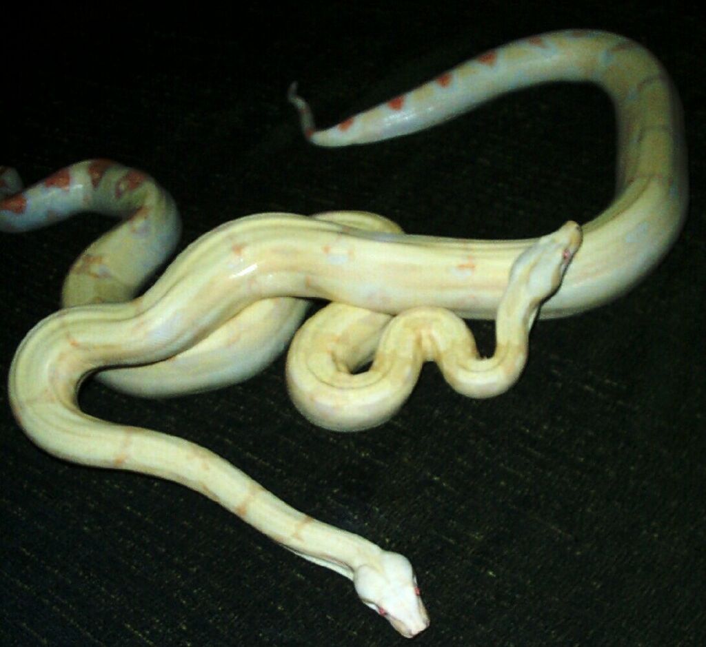 albino pair