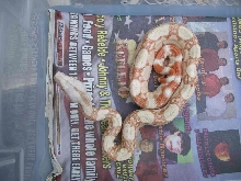 suria1
