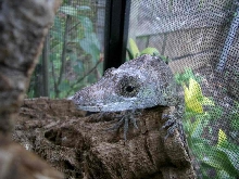 Chamaeleolis guamuhaya