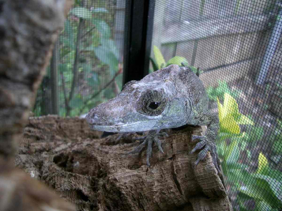 Chamaeleolis guamuhaya