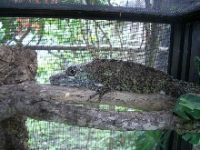 Chamaeleolis guamuhaya