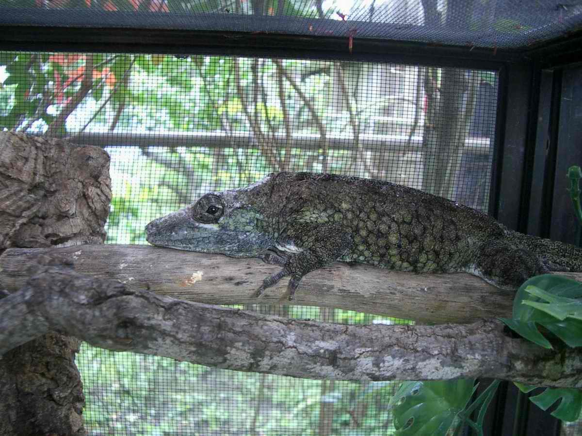 Chamaeleolis guamuhaya