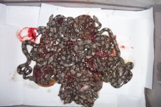 Baby Boas