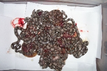 Baby Boas