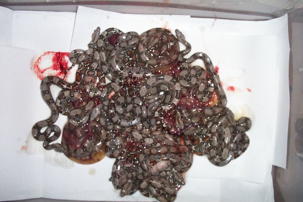 Baby Boas