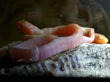 water snake