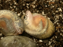 water skinks