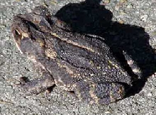 GC Toad