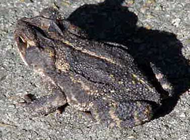 GC Toad