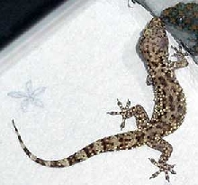 WC gecko