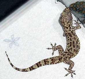 WC gecko