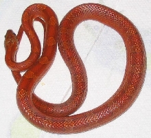 bloodred het hypo