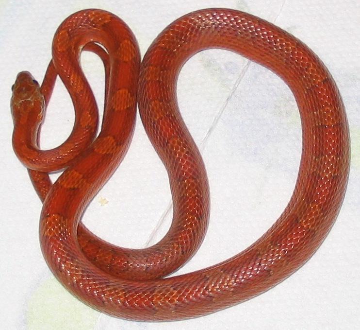 bloodred het hypo