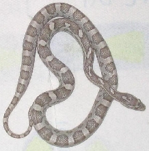 lavender het amel